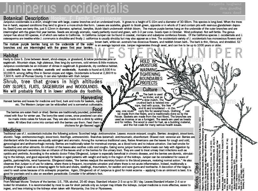 juniperus_occidentalis