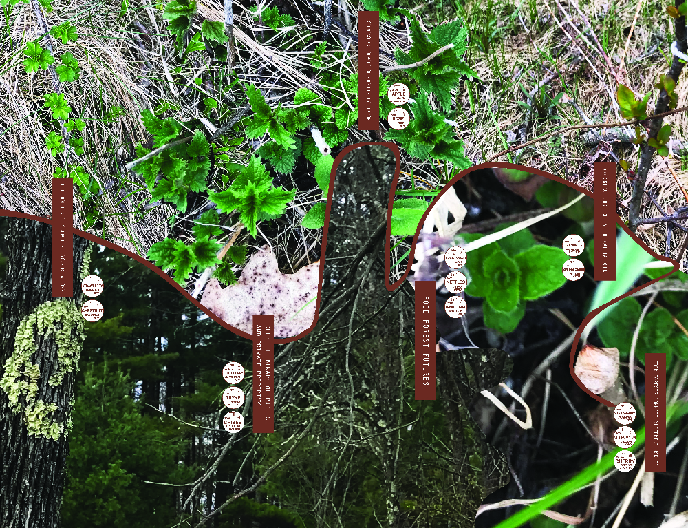 Margaretha Haughwout, 2022. Food Forest Futures.