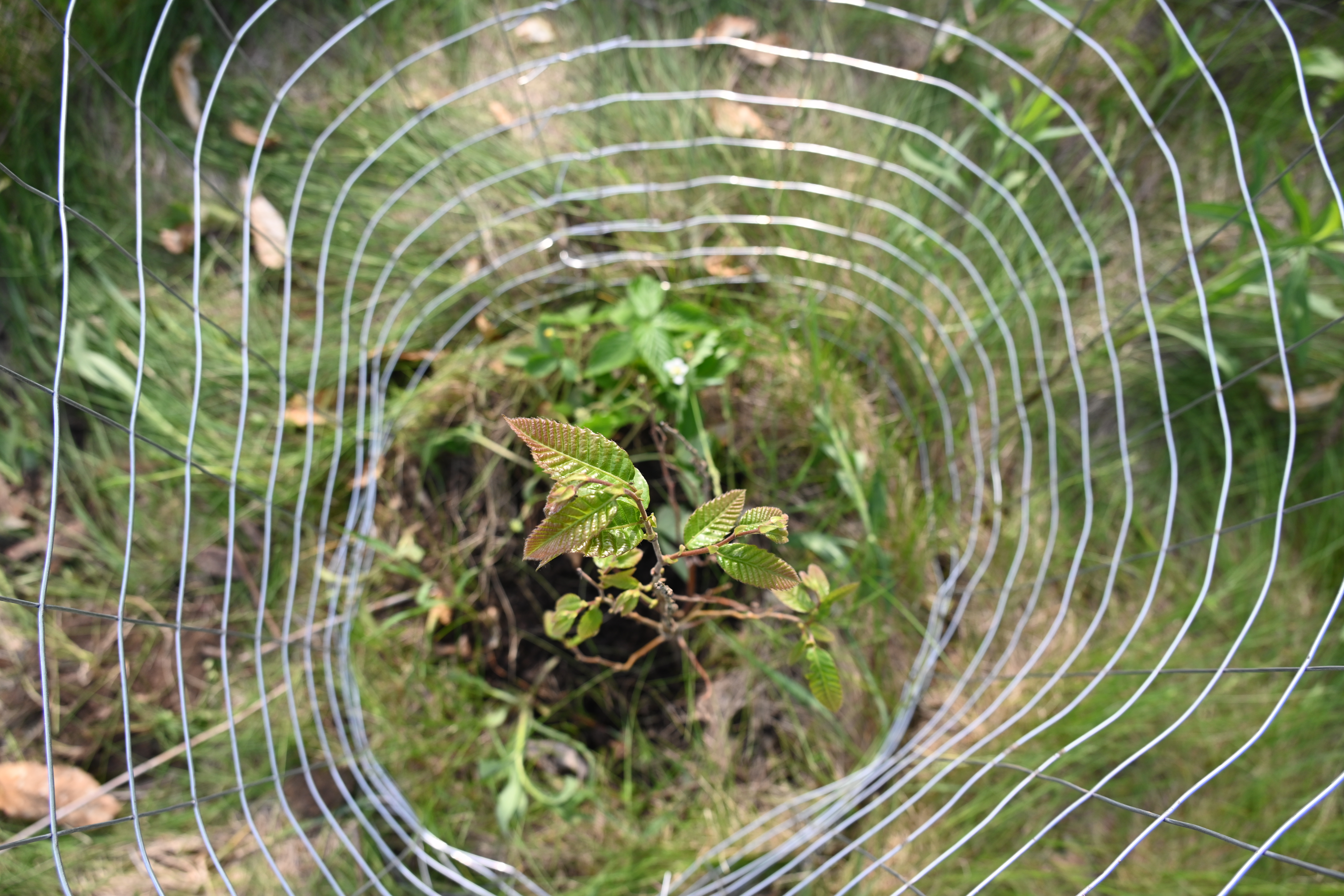 Margaretha Haughwout, 2022. Food Forest Futures.