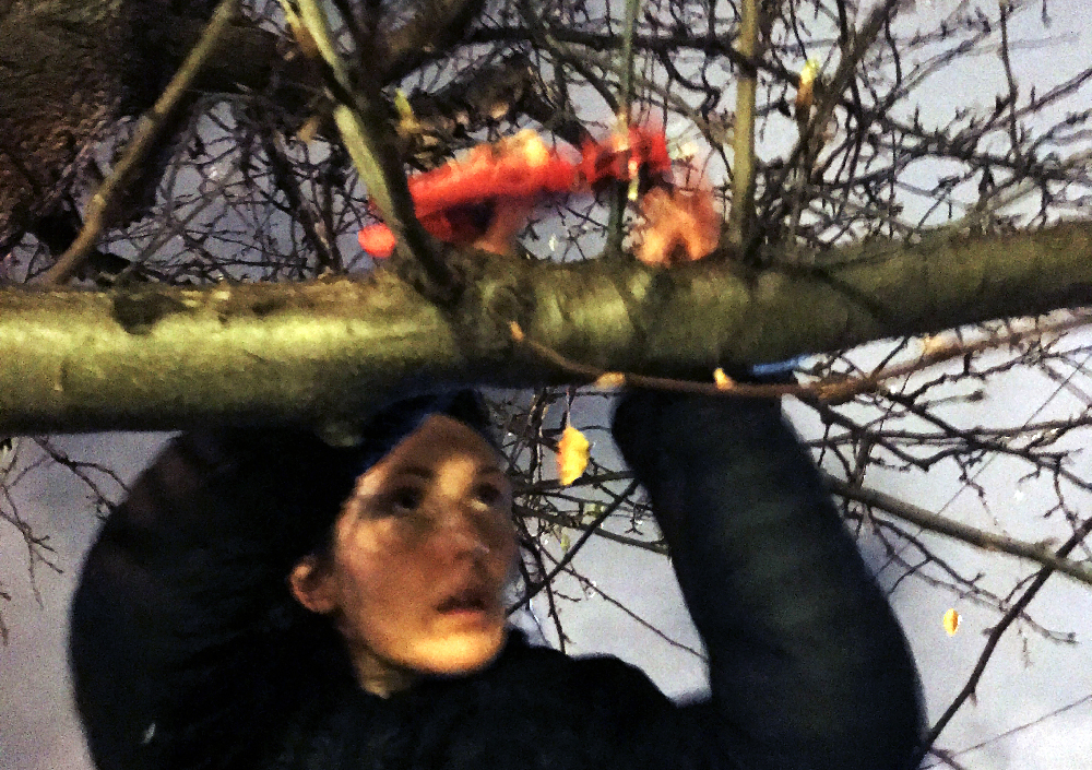 Grafting an ornamental tree in San Francisco, circa 2017.