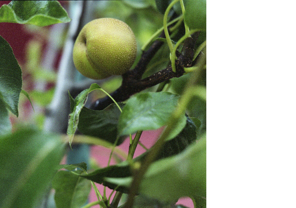 Pear fruit on an ornamental street tree in the Bay Area, circa 2011. Photograph by David W. Crane 