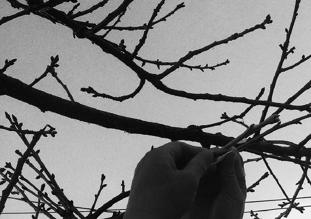 Guerrilla Grafting an ornamental cherry street tree in San Francisco, circa 2015.
