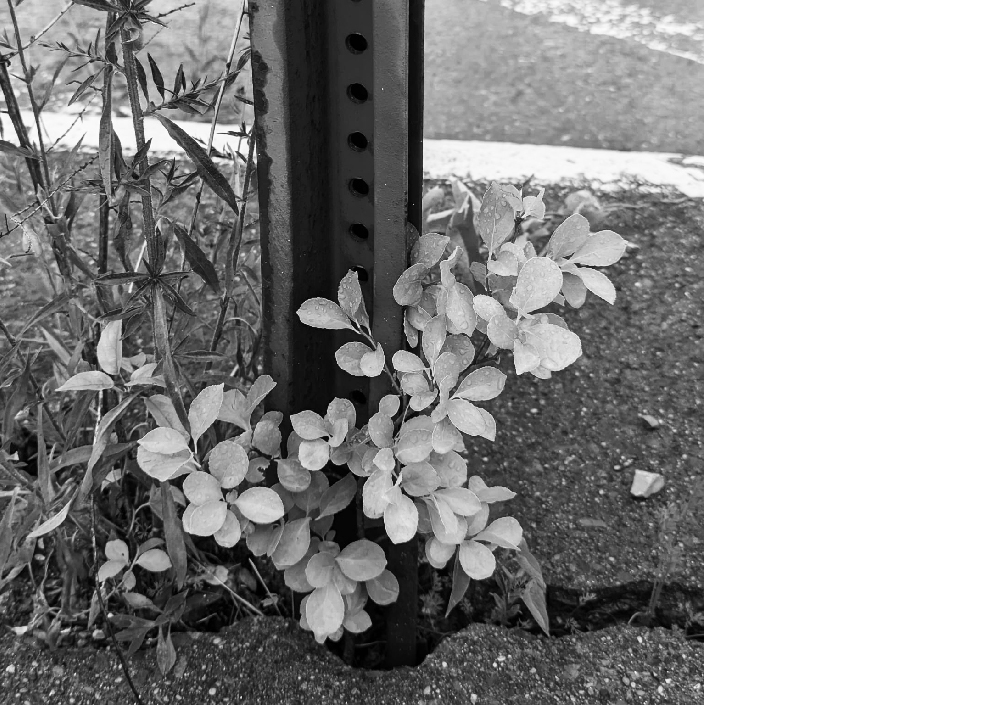 Ruderal Witchcraft, 2024. Oriental bittersweet grows through the pavement in Charleston, West Virginia