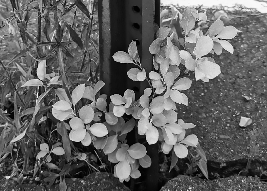 Ruderal Witchcraft, 2024. 
 Oriental bittersweet grows through the pavement in Charleston, West Virginia 
 Photograph forthcoming in Ruderal Witchcraft: Working Class Ecologies in Revolt, through Goldsmiths Press, out in 2027