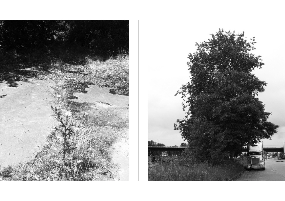 Ruderal Witchcraft, 2024. Photographs by Oliver Kellhammer
