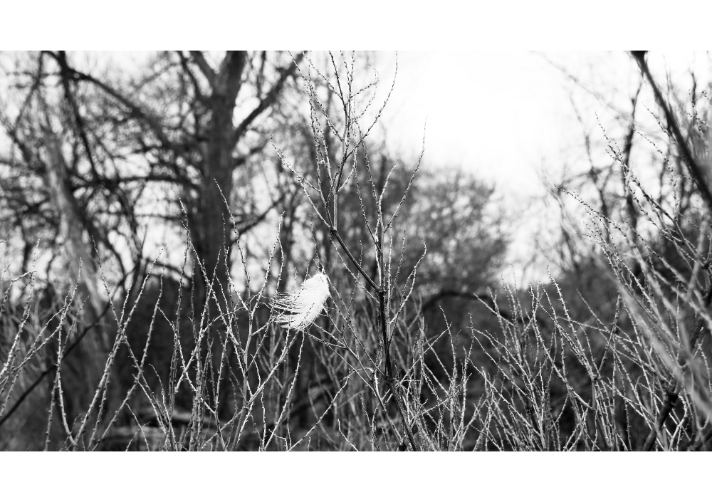 Ruderal Witchcraft, 2024. A feather catches on spent Japanese knotweed blossoms