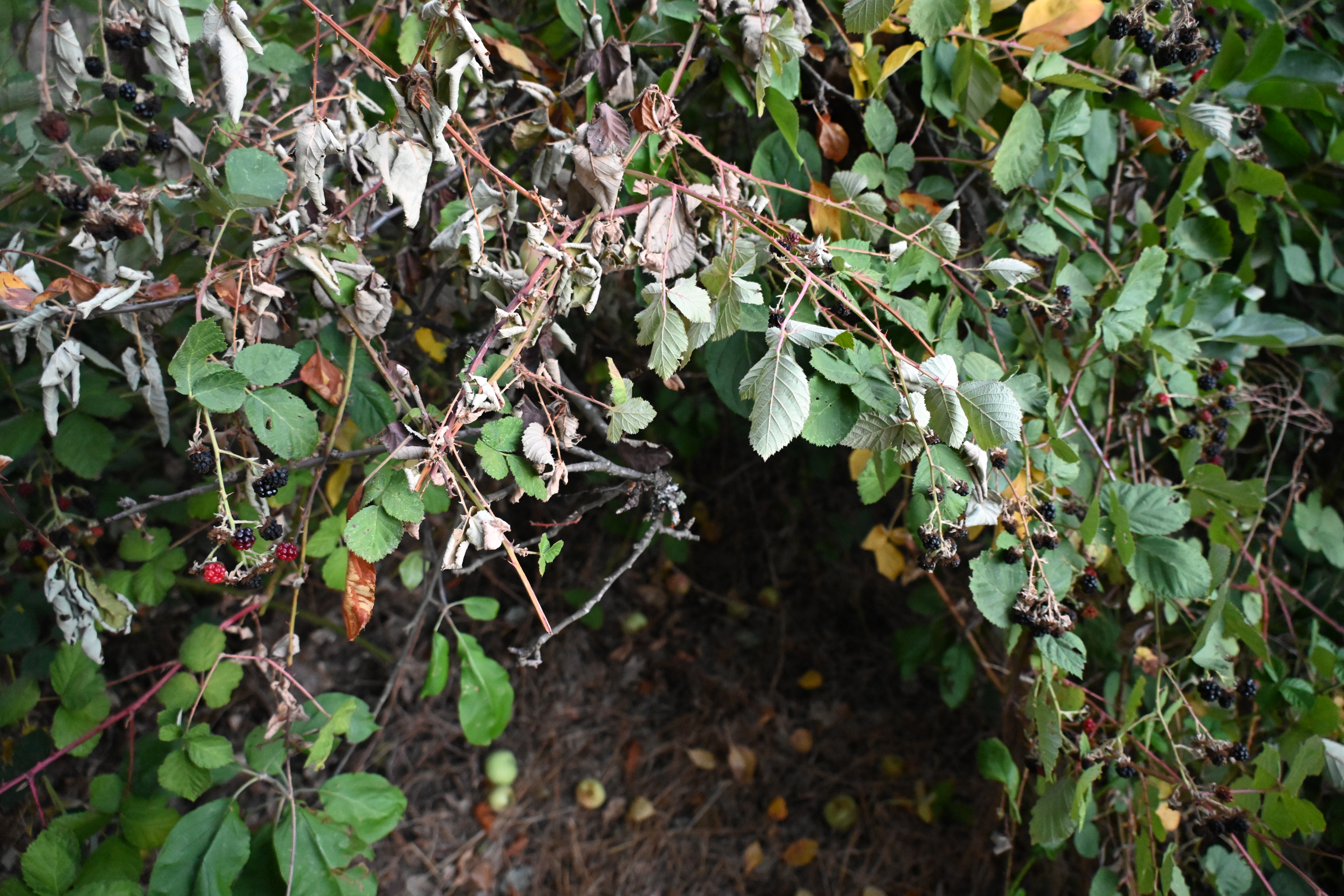 Ruderal Witchcraft, 2024. 
 Retreat into apple and Himalayan blackberry 
 Photograph forthcoming in Ruderal Witchcraft: Working Class Ecologies in Revolt, through Goldsmiths Press, out in 2027