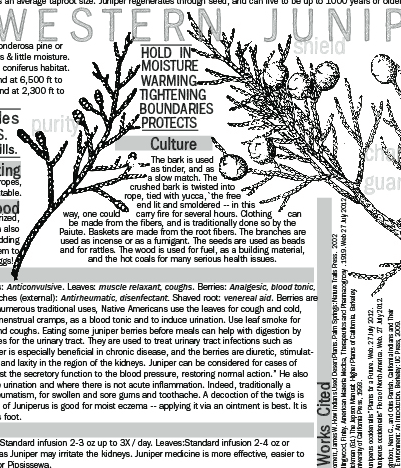 Materia Medica of Juniperus occidentalis