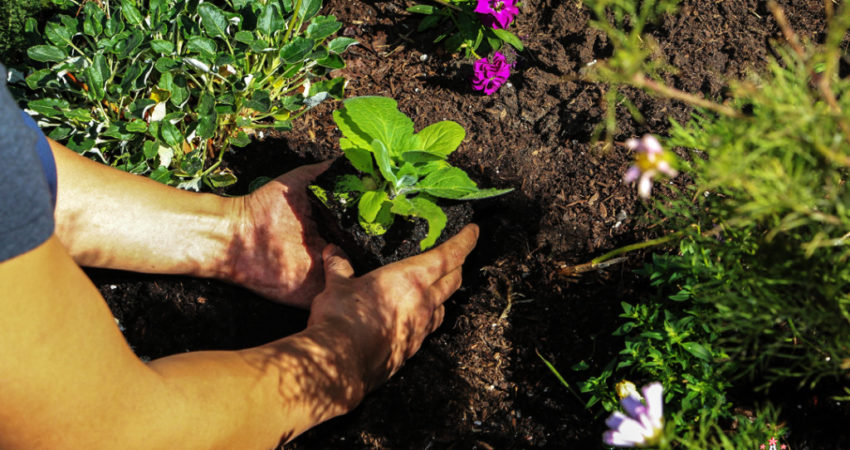 Planting-Flowers-Event-9275-1024x682