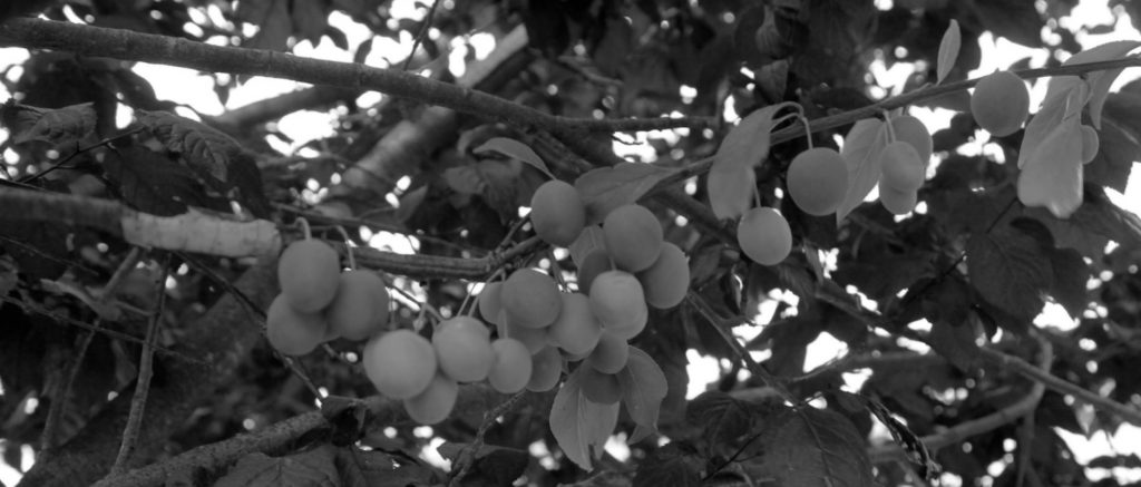 Fruiting Plums on an Ornamental Plum